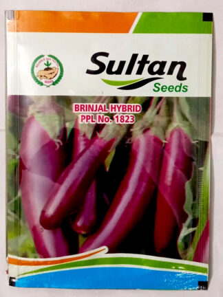 Kashmiri Brinjal Seeds