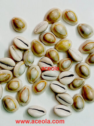 Cowries ( Sea Shells ) 50 nos