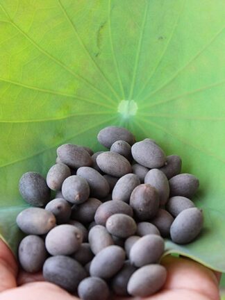 Lotus Seeds Kamal Gatta Seeds (100 gms)